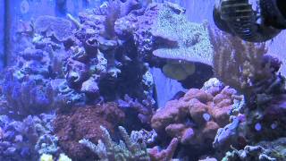 My 90 Gallon Mixed Reef Tank The Live Stuff The Dead Stuff and Where I Am Now [upl. by Cerellia]