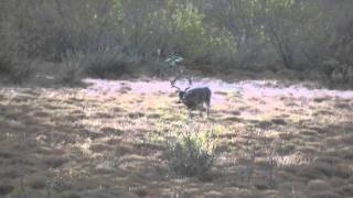 HD Rancho El Pescado 170 Venado Buck Deer Mexico Cola Blanca Nuevo Laredo [upl. by Noizneb]