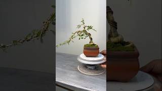 Bonsai tree with tilted shape bonsai [upl. by Drawyeh]