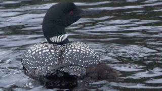 Common Loons in Minnesota [upl. by Lebiralc]