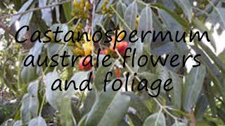 How to pronounce Castanospermum australe flowers and foliage in English [upl. by Adlei493]