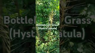 Bottlebrush Grass nativeplants garden ornamentalplants woodland [upl. by Natloz525]