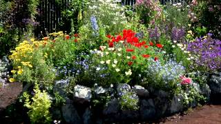 How to Make Cant Go Wrong Plant Combinations [upl. by Munt]