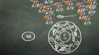 Mitochondria  NSF Chalk Talk [upl. by Yehs]