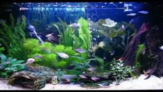 Amazing Aquarium HD Screensaver [upl. by Kenleigh]