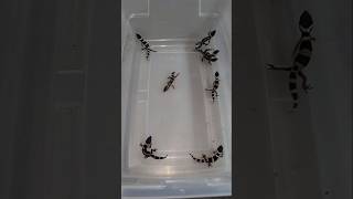 Black Night baby leopard geckos 🥳⚫️ [upl. by Notniw]