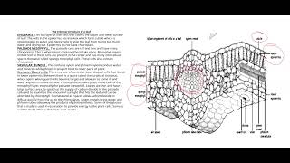 LEAF STRUCTURE 5090 O LEVEL BIOLOGY TOPIC [upl. by Gualterio]