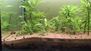 How to grow temple plant hygrophila polysperma [upl. by Htelimay]