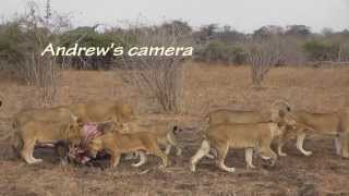 Cubs killed by dominant lioness [upl. by Ahso486]