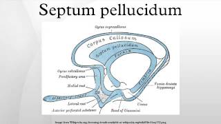 Septum pellucidum [upl. by Finlay]