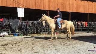 PENDING 206 18 yr old 151h palomino QH mare 900 Deadline 3824 [upl. by Yellac647]