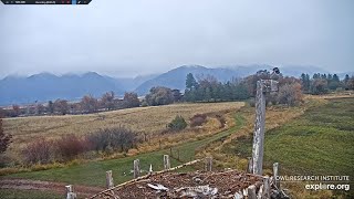 Redshafted Northern Flicker serenades the new Day  Charlo Osprey Nestexploreorg 2023 11 04 [upl. by Cardinal]