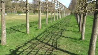 Freshly pleached Lime trees at the beautiful Erddig NT paysite garden near Wrecsam Cymru Wales [upl. by Elie]