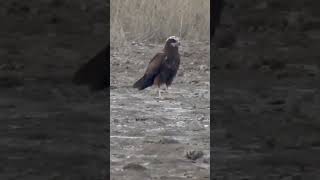 Eastern Marsh Harrier from Velavadar [upl. by Nnylirehs]