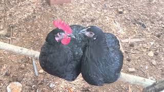 Things You Should know About The Black Australorp Chicken [upl. by Winstonn]