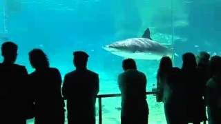 Shark Bay An Attraction at Sea World Gold Coast [upl. by Quiteris203]