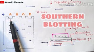 Southern blotting technique  Made easy  Bio science [upl. by Iver]