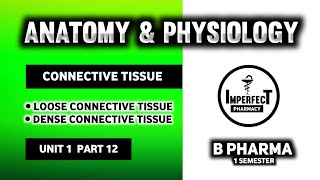 Connective Tissue  Tissue Level Of Organization  Human Anatomy And Physiology  HAP  B Pharma [upl. by Sajet635]