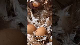 Chicken egg 🥚chickenegg egg subscribe funny comedy layingegg [upl. by Aubine]