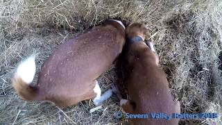 Severn Valley Ratters  300 Rats Killed  Mayhem In the Bales  GoPro Edition [upl. by Laurena]