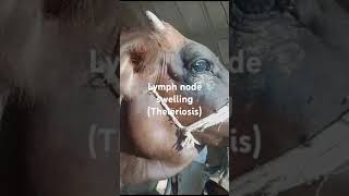 Lymph node swelling Theleriosis submandibular lymph node swelling Face swelling in cow Cow [upl. by Anitsuj]