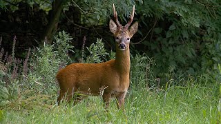 HUNTING ROEBUCK  Big bucks in the rut  Calling roebuck [upl. by Haimerej287]