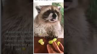 Raccoons eating grapes is adorable fyp animals raccoon grape [upl. by Eutnoj]