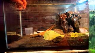 Setting Up A 10 Gallon Shrimp Tank [upl. by Graeme]