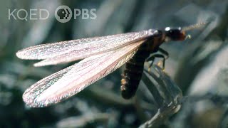 Flying Termites Take a Dangerous Journey to a New Life  Deep Look [upl. by Molohs]