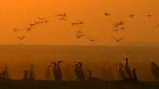 Bahrain Desert Birds  Planet Earth  BBC Earth [upl. by Netsrak203]