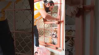 funny 😭discovery video 🎉kuchh😭 is prakar 🐅tiger ko😋 khana khilaya 🎉jata hai [upl. by Ewold]