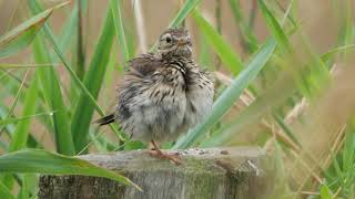 Wiesenpieper bei der Morgentoilette [upl. by Gaynor523]