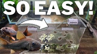 How to Breed Corydoras and Raise 100s of Fry [upl. by Greeley12]