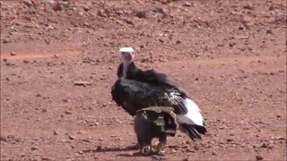 Buitre cabeciblanco Trigonoceps occipitalis · Whiteheaded Vulture [upl. by Nerhtak]