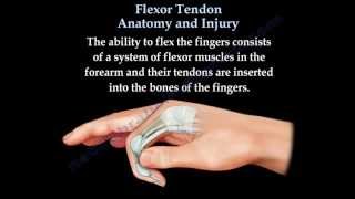 Flexor Tendon Anatomy And Injury  Everything You Need To Know  Dr Nabil Ebraheim [upl. by Noir648]