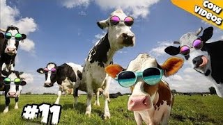 FUNNY COW DANCE 11 Cow Dance  cow group dance funny COW song 2024 [upl. by Mcloughlin233]