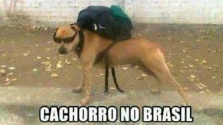 MEMES EM IMAGENS 45  cachorro no Brasil [upl. by Latonia840]