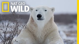 Polar Bears 101  Nat Geo Wild [upl. by Eita]