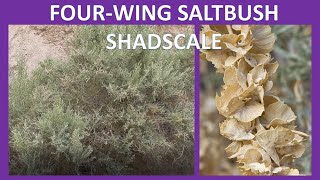 FOURWING SALTBUSH SHADSCALE Atriplex canescens Chamiza AnzaBorrego Sonoran Desert [upl. by Had]