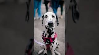 Adorable Dalmatian Portraits  Dog Street Portraits w Sony A7Cii and 24mm 14 GM dogphotography [upl. by Jemmie]