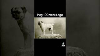 Dog Breeds 100 Years Ago Vs Now😵 shorts [upl. by Anitsyrhk]