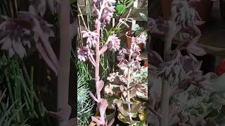 Cómo reproducir suculentas por vara floral muy fácil jardines youtubeshorts lomejordejardin [upl. by Murat]