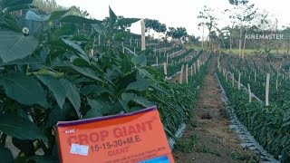 folliar fertilizer guidefirst fruiting stageatsal farming [upl. by Rumit]