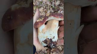 Un GEMELLO MERAVIGLIOSO😍 funghi porcini funghiporcini fungo record porcini2024 mushroom [upl. by Nallaf]