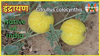 इंद्रायण की सम्पूर्ण जानकारी Citrullus colocynthis  Native of India [upl. by Ellatsirhc]