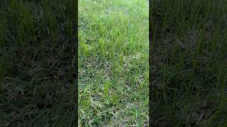 9 day update Perennial ryegrass overseed in bermuda grass DFW [upl. by Rae395]