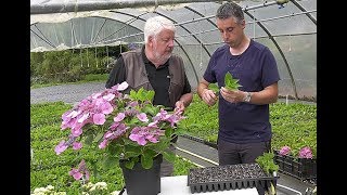 BOUTURER PLANTER ET TAILLER LES HORTENSIAS [upl. by Etnoved508]