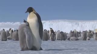 Les Empereurs de la Terre Adélie  Documentaire Animalier [upl. by Vittorio964]