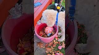 Problem solving goldendoodle dog cute [upl. by Letnohs]