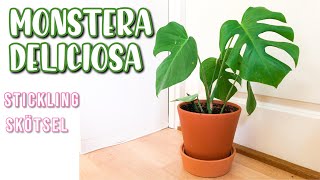 Stickling av MONSTERA DELICIOSA [upl. by Randell]